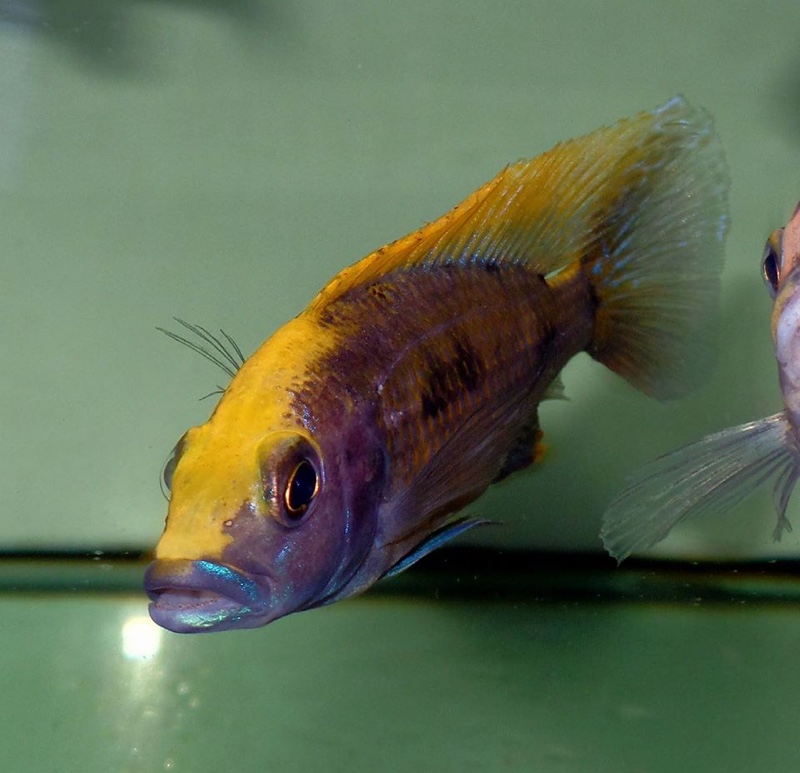 Otopharynx lithobates 'Zimbawe Rock'